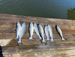 Salmon season is in full swing! Who’s next?